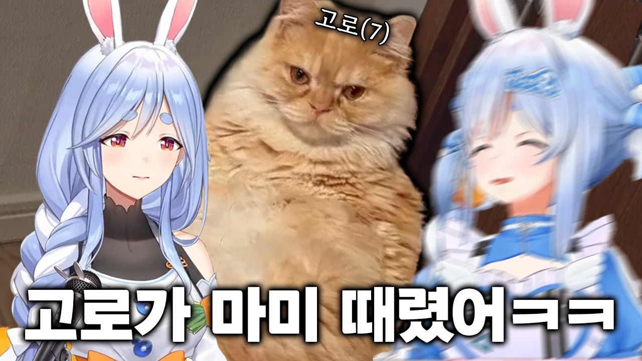 냥냥펀치를 맞은 페코마미.. [홀로라이브 // 우사다 페코라]