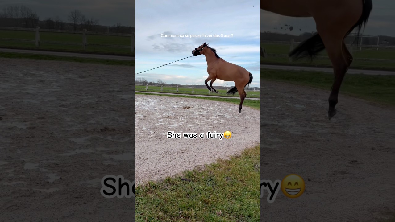 She’s a fairy😁 #horse #equestrian #viralshorts #fyp #funny #trending #amazing ctto:johannawunderle