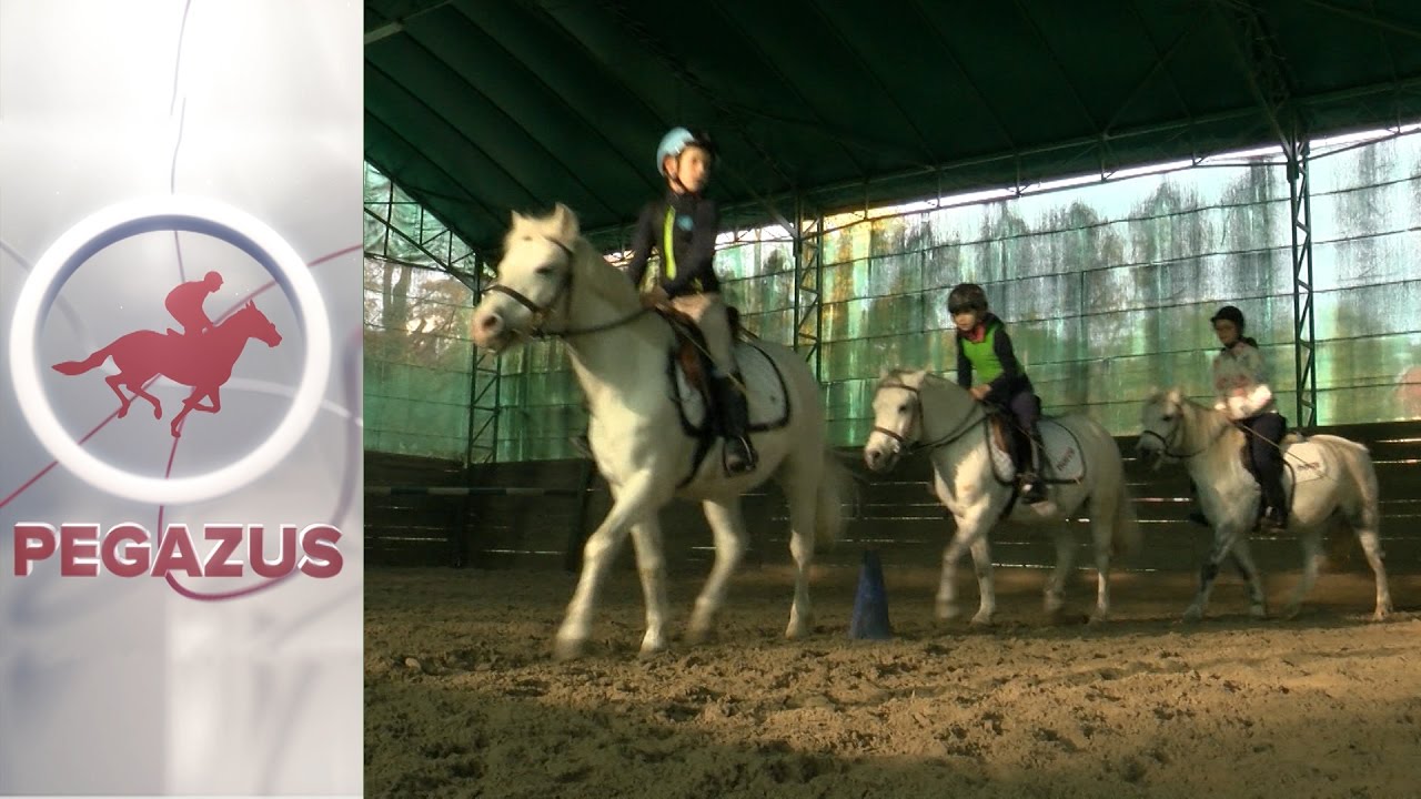 Lovasiskola, 9. rész | Pegazus Magazin | m4Sport
