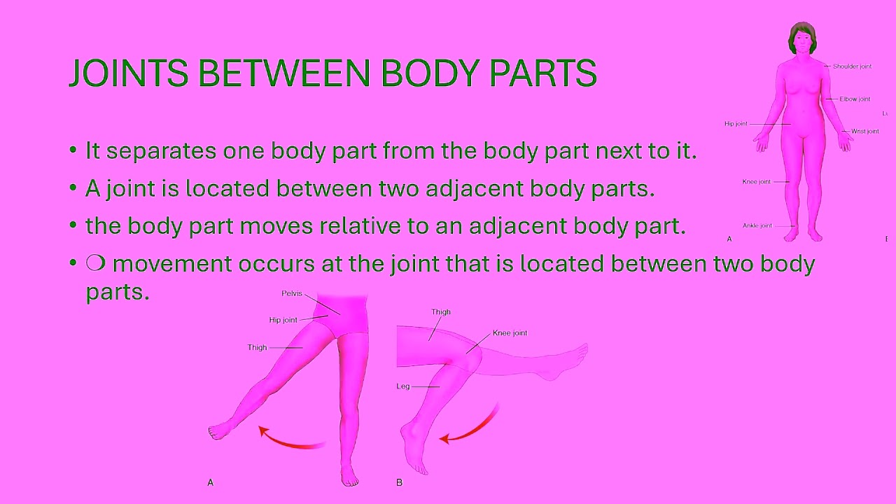 Introduction to human biomechanics