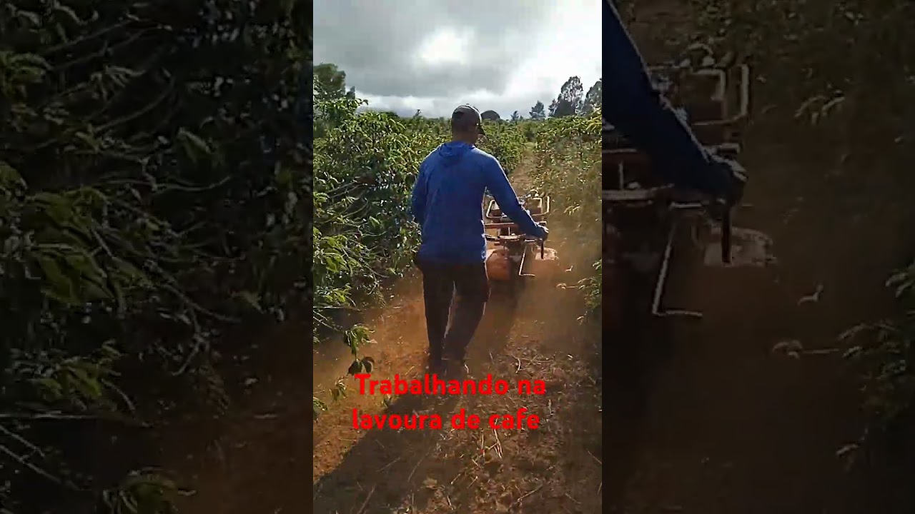 Trabalhando em lavoura de cafe #notrabalho#lavouradecafe