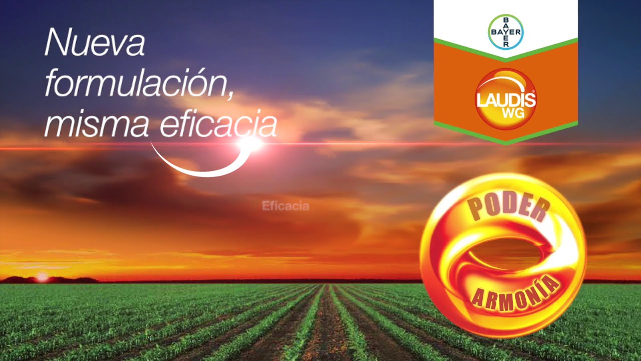 Laudis® WG 🌽  Nueva formulación, misma eficacia en el control de malas hierbas en maíz.
