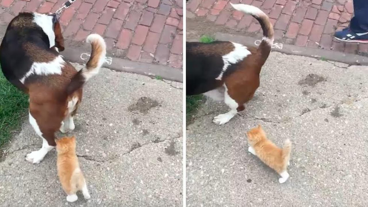 Stray Kitten Suddenly Appears to a Man and Dog and Determined to Follow Them Home.