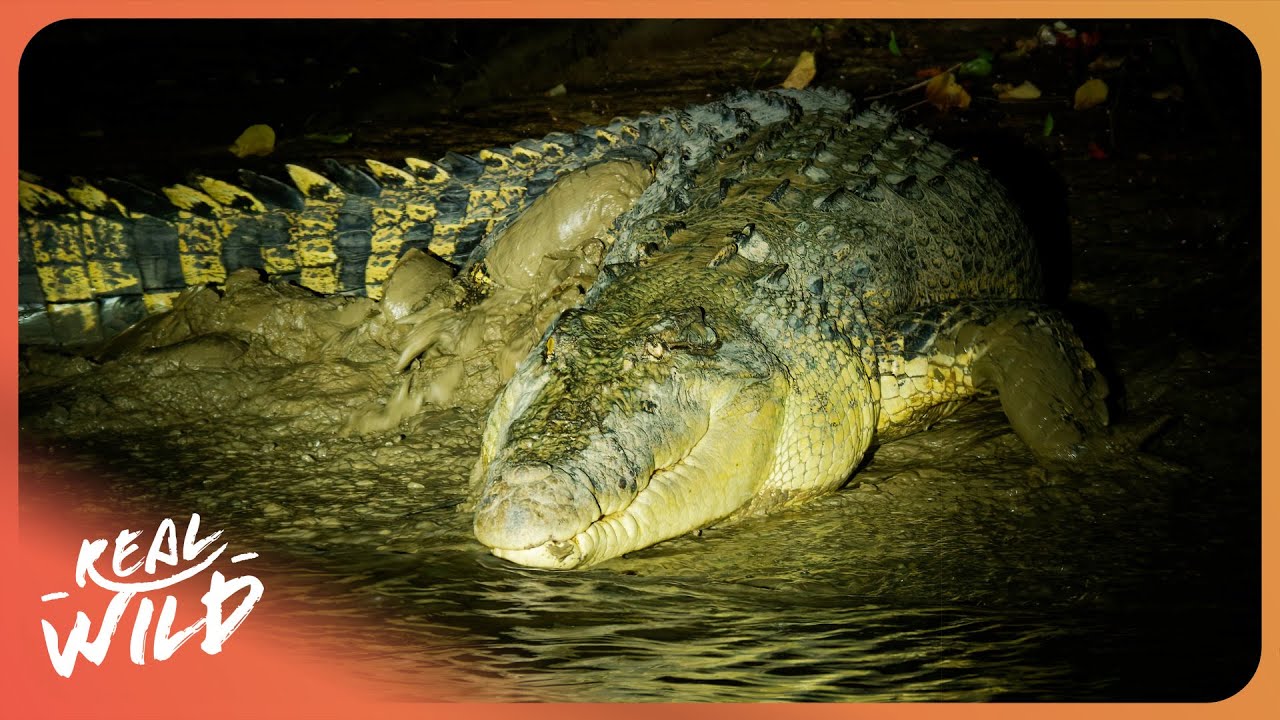 I Hunted Florida's Deadliest Reptile at Night... Here's What Happened