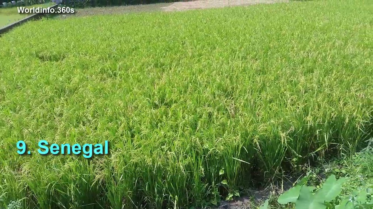 Top 10 Rice Importing Countries