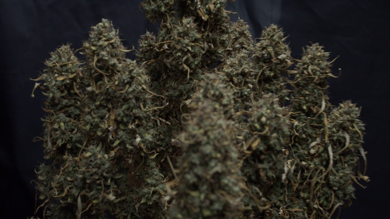 Fast Buds Californian Snow - Harvest Day 88