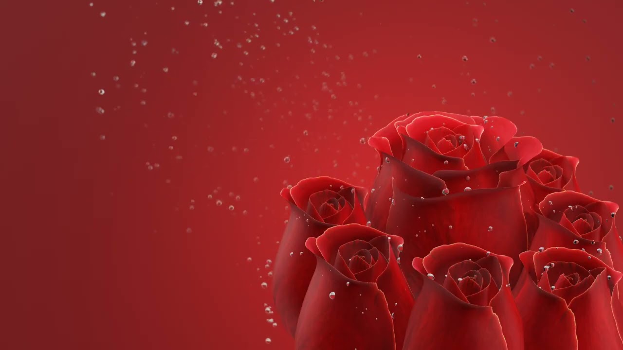 Red Rose Flowers With Floating Bubbles Background, No Copyright | Various Background Clips