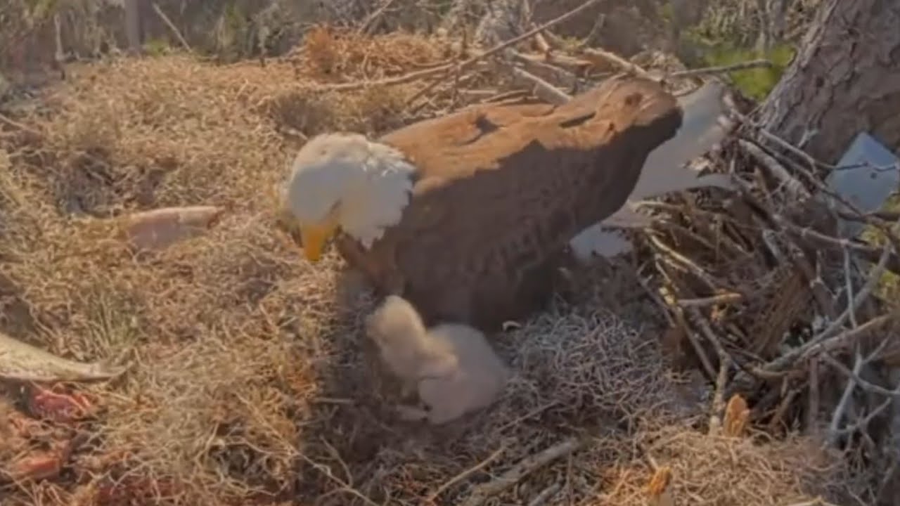Big eaglet return to the nest bowl | Kisatchie National Forest E-3 | Feb 4, 2026