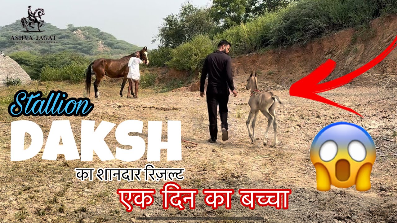Stallion Daksh का आया शानदार Result एक दिन का बच्चा 🔥🐎 #marwarihorse #colts #horse #ashvajagat 