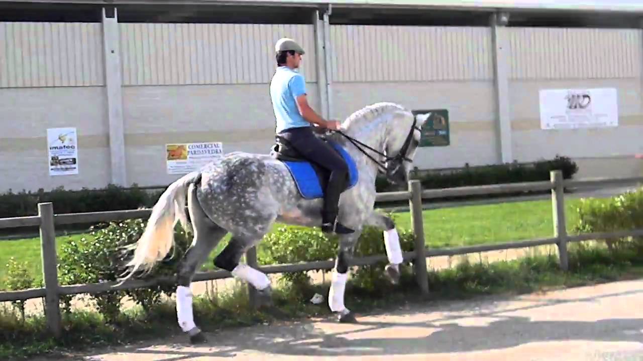 Esgos piaffe y passage 001