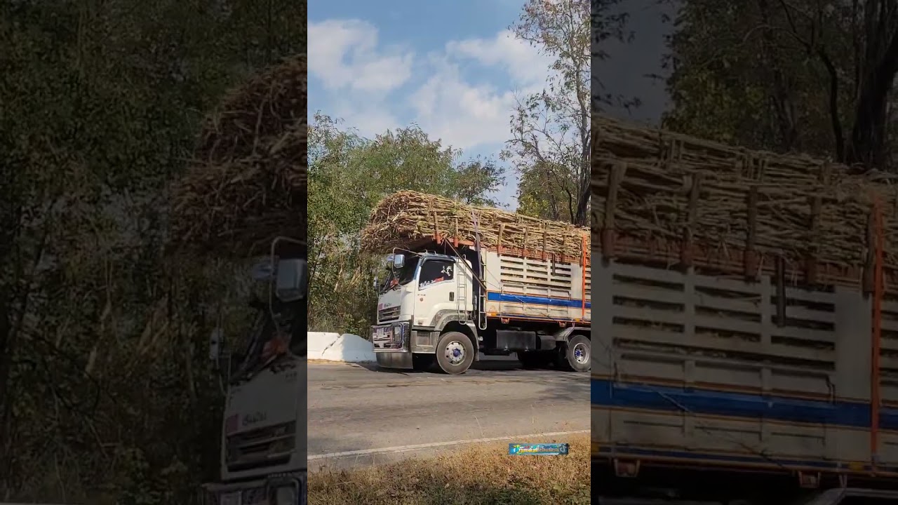 จังหวะเครื่องดับน้ำดันถอนตอรถบรรทุกอ้อยดันเขาผาเกิ้งหนองบัวแดงสุดจริงๆครับที่นี่ยอมรับฝีมือ