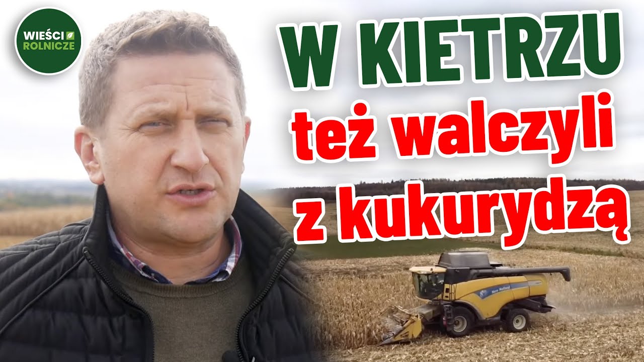 Jak zbierają kukurydzę w Kietrzu i innych gospodarstwach na Opolszczyźnie?