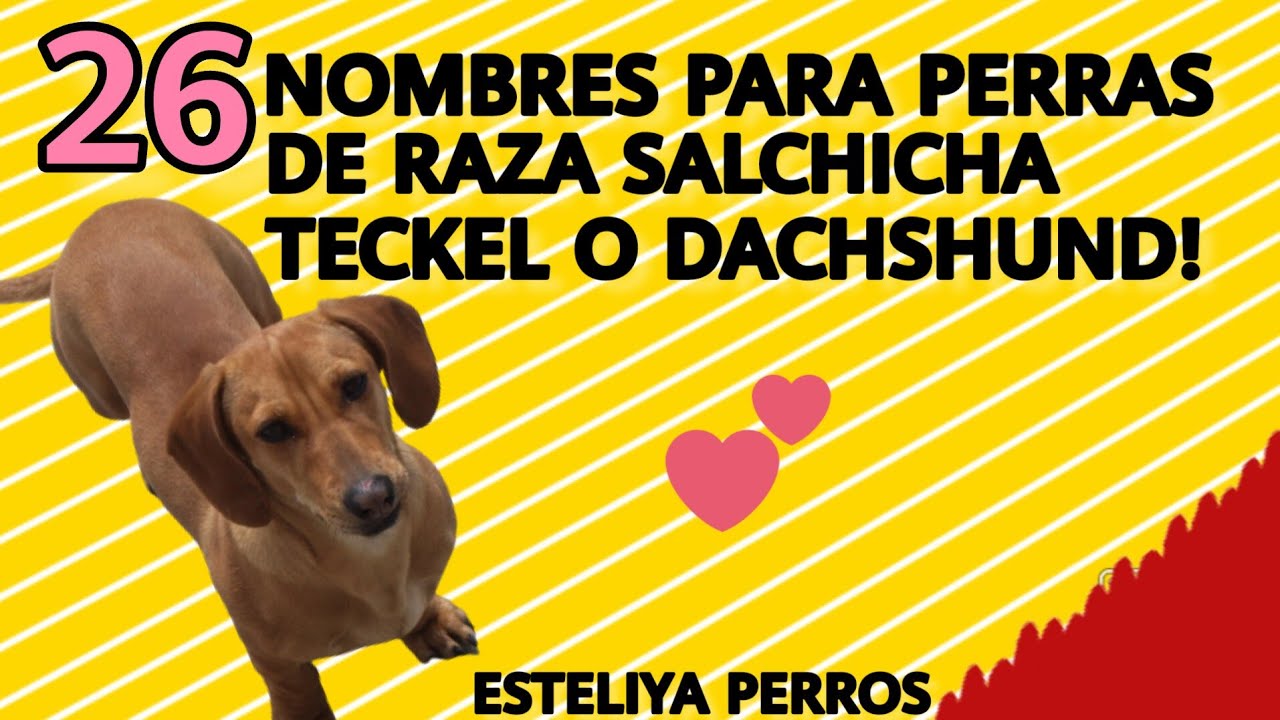 26 NOMBRES SUPER LINDOS PARA PERRAS SALCHICHA O TECKEL!