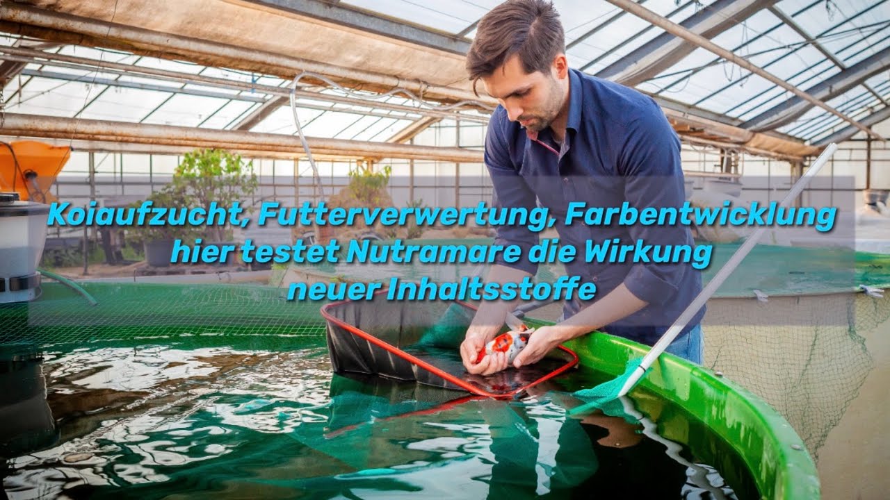 Nutramare Live #6 Koiaufzucht, Futterverwertung, Farbentwicklung hier testet Nutramare Koifutter