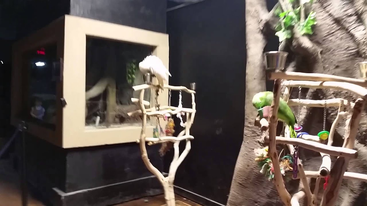 Visit to Austin Aquarium. Crazy Nigel bird.