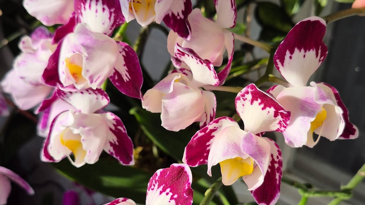 Краса фаленопсисів і незручна правда# орхідеї#пелори#orchids