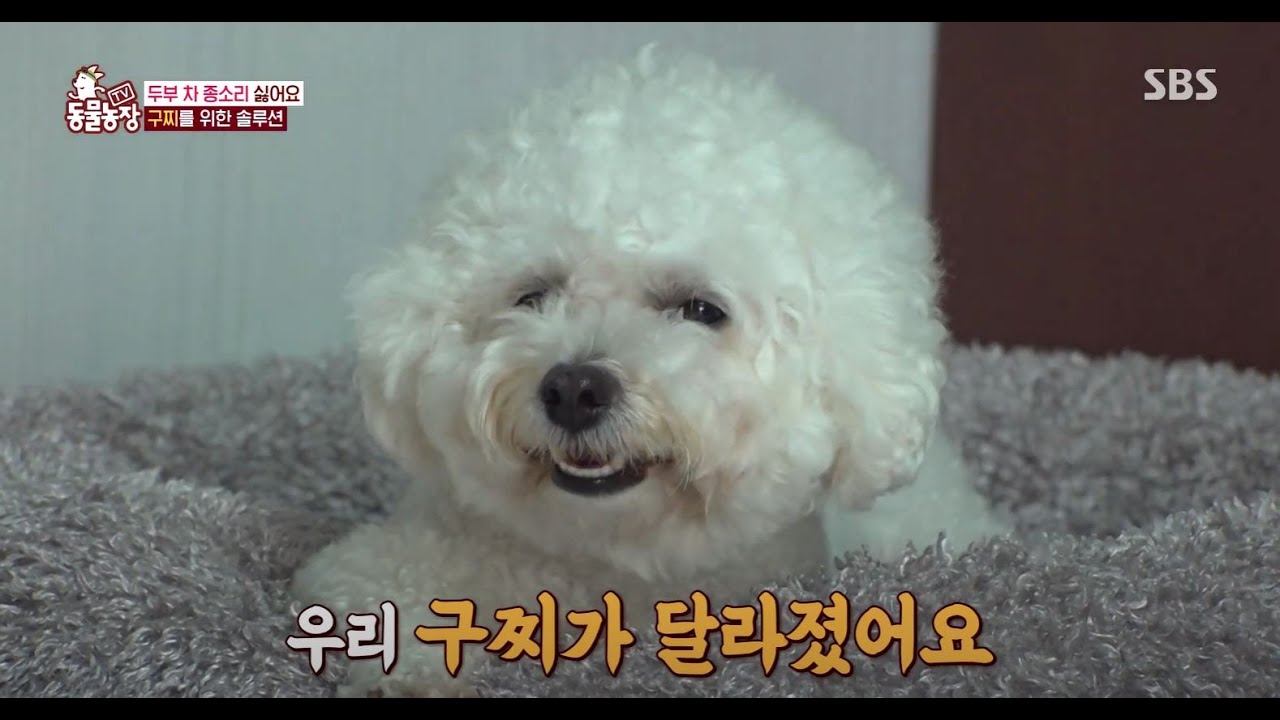 두부 차 종소리가 싫개, 구찌를 위한 솔루션