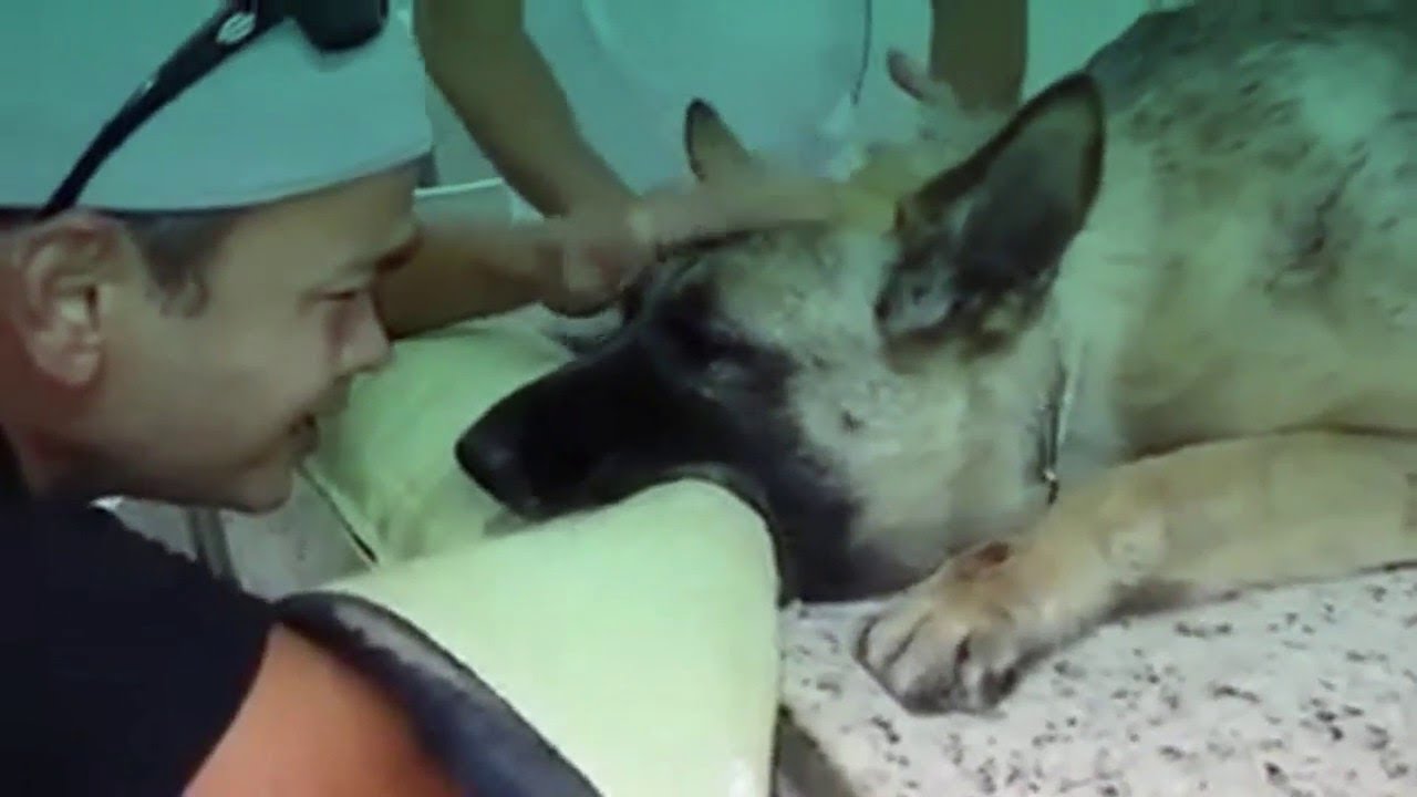 Ultima Despedida do Cão e seu Dono (Tente não chorar)