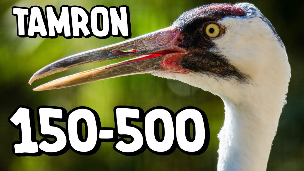 Tamron 150-500mm Lens Samples 3 Minutes of Photos and Videos No Talking