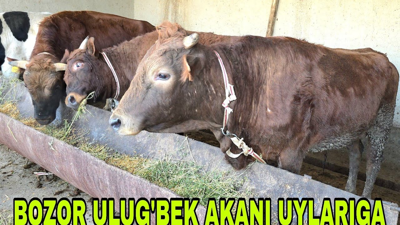 Ulug'bek akani uylariga mol bozordan xakq shu yerga ko'chdi barakasini bersin 29-yanvar, 2026