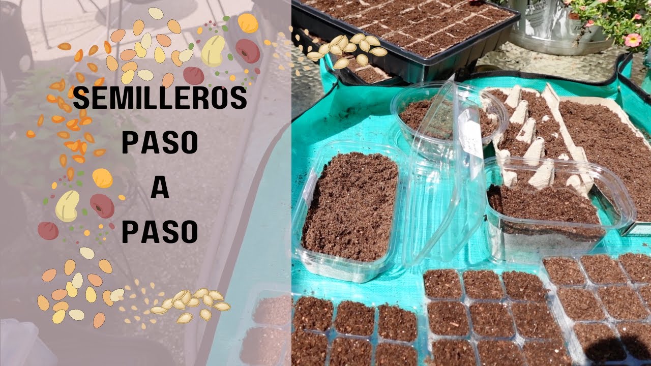 Semilleros Paso a Paso | Guía Unica para Plantar tus Semillas