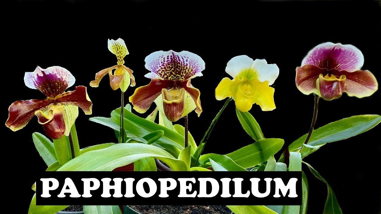 Orquideas Paphiopedilum / Zapaticos