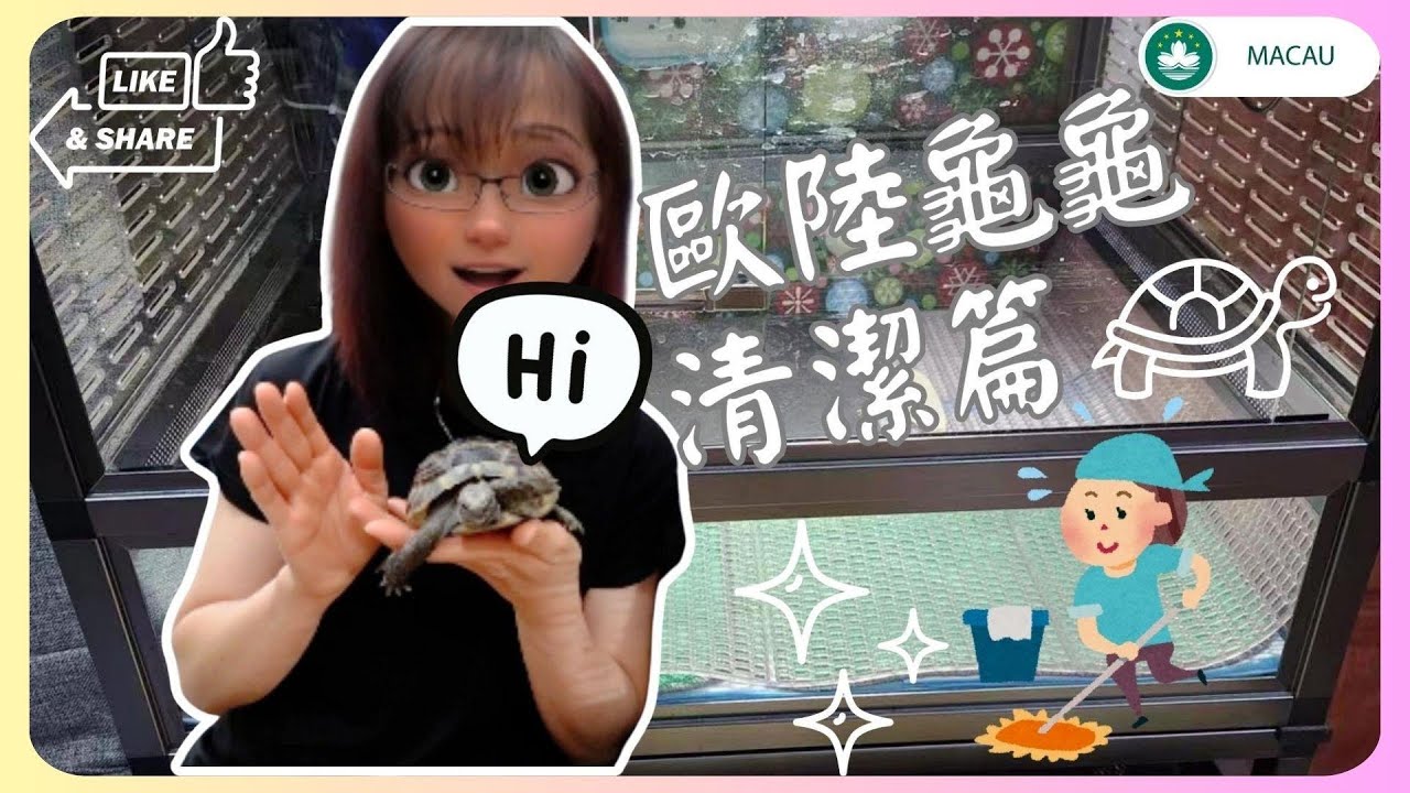 🇲🇴|歐洲陸龜|日常分享|歐陸龜龜的爬箱清潔、龜龜的爬箱設備都有些什麽?日常清潔還是要注意喔！加溫熱對陸龜也是友好的用品來的！