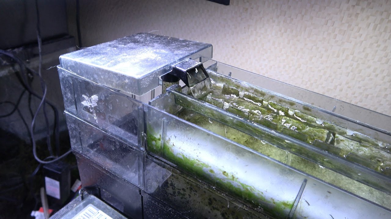 最強の３段ろ過BOXによりバクテリアが１０倍活着していた件について