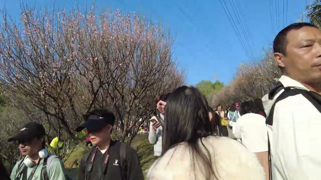 賞花  福田 桃園  4k60