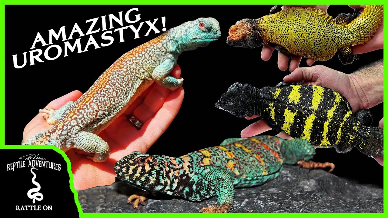 THE BEST UROMASTYX BREEDER IN EUROPE! - Revisited!