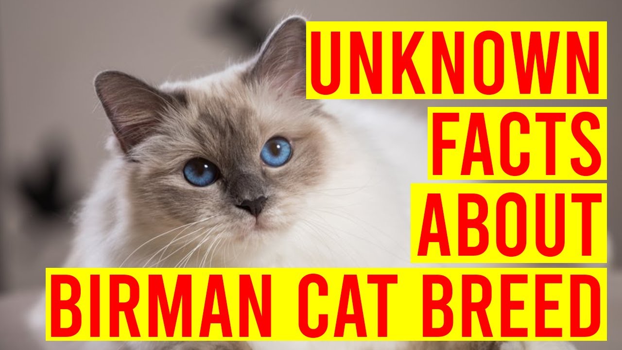 10 Interesting Facts About Birman Cat Breeds/ All Cats