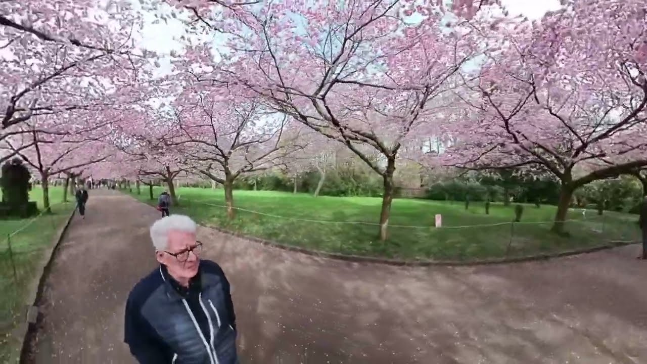 Kirsebærtræer på Bispebjerg kirkegård 9. april 2024