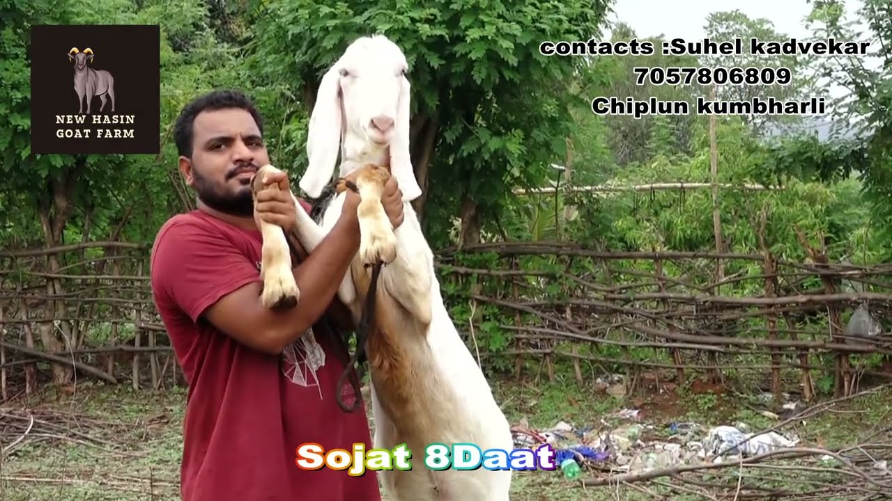 bakraa for sell  contact suhel kadvekar 7057806809