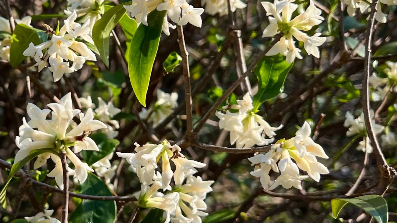 제주 곶자왈 백서향 꽃 만개 | Baekseohyang Flowers in Full Bloom, Jeju Gotjawal