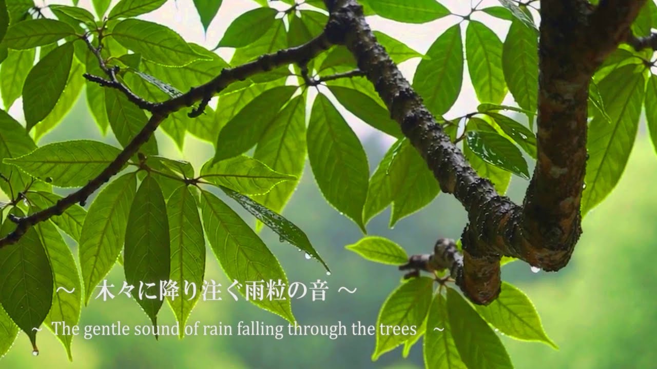 Капли дождя, падающие сквозь деревья │ 8 часов мягкого дождя для глубокой релаксации