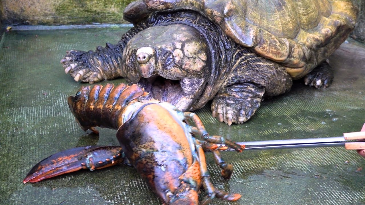 化け物クラスの巨大ワニガメに巨大ロブスターを与えた結果・・・！