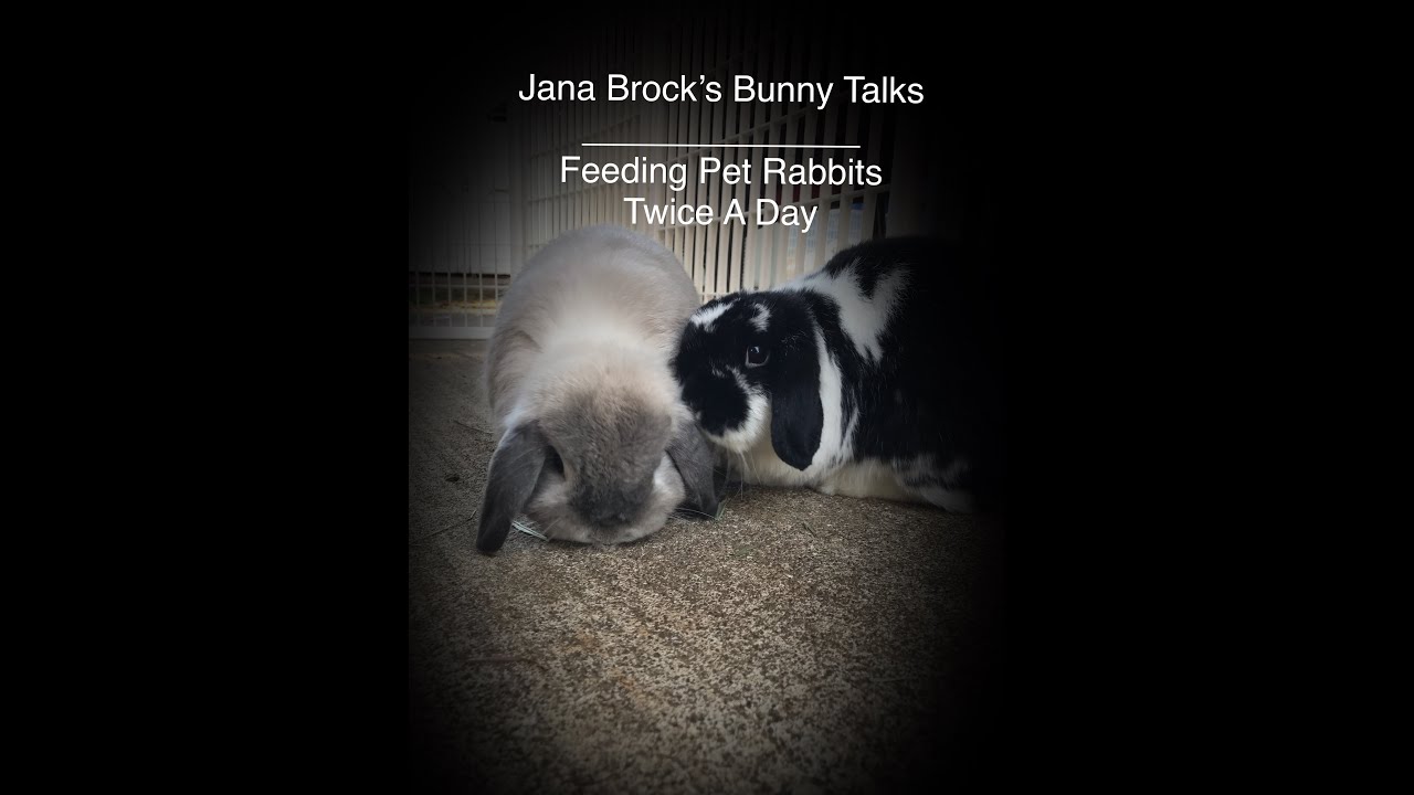 Important Pet Rabbit Information on Feeding Twice A Day - Jana Brock's Bunny Talks