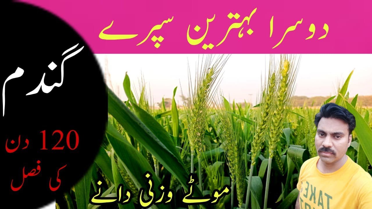 Potash spray at milking stage on wheat crop |Best foliar spray for wheat crop at grain filling stage