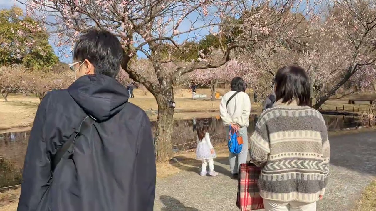 小田原フラワーガーデン　梅園開花中　２