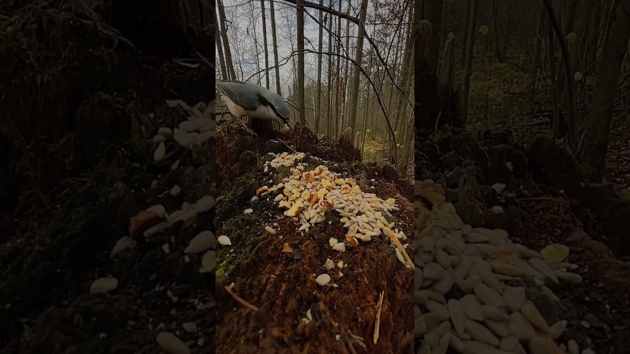 Wide angle slowmo bird feeding 