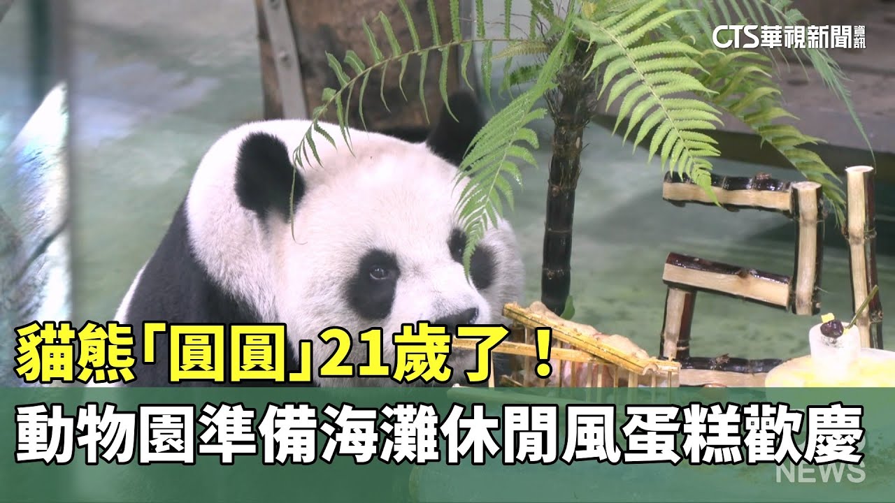 貓熊「圓圓」21歲了！　動物園準備海灘休閒風蛋糕歡慶｜華視新聞 20250830 @CtsTw