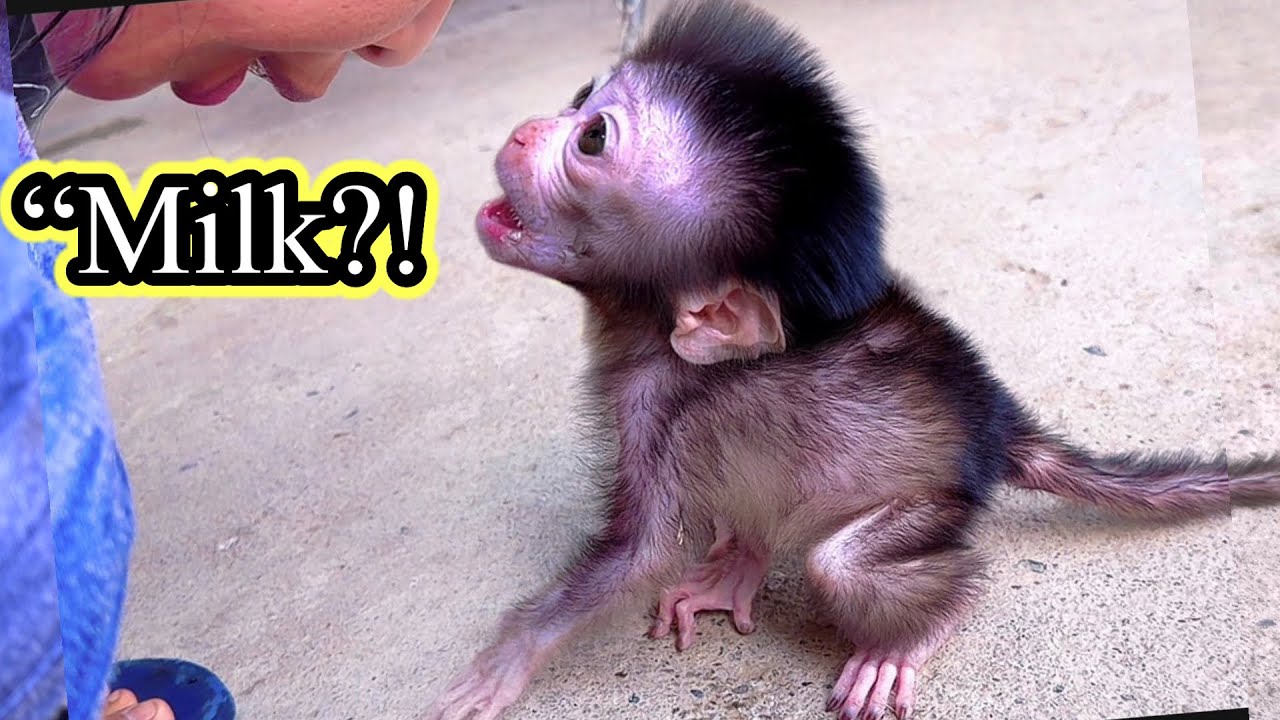 Baby Monkey Luci Escapes Everyone… Until She Gets Milk