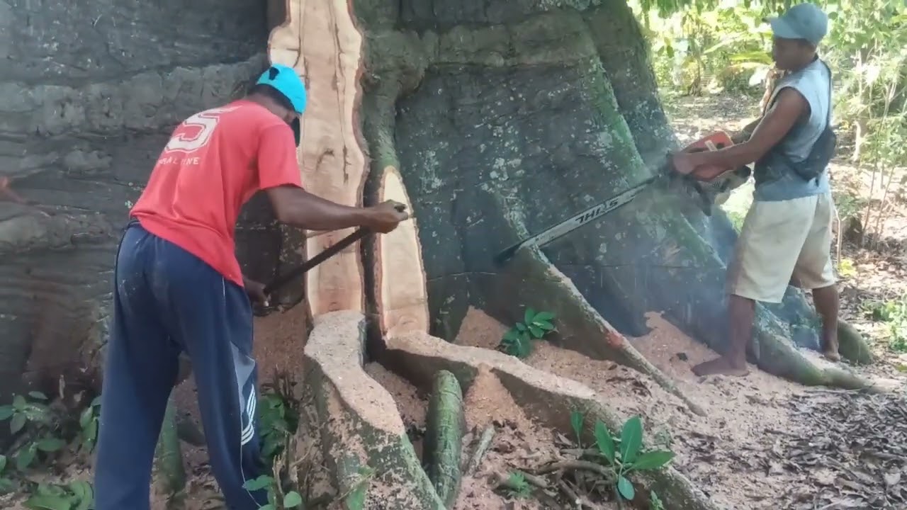 penebangan kayu randu besar.berumur ratusan tahun.@caranedewe#