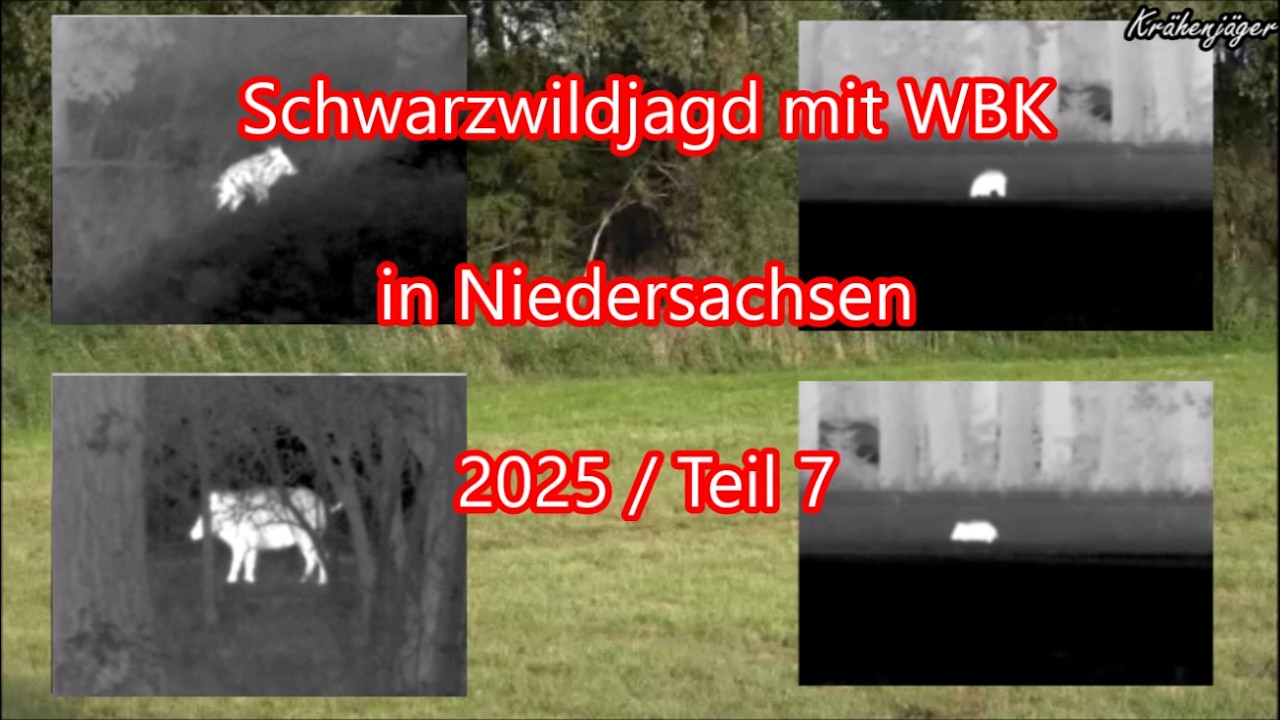 Schwarzwildjagd mit WBK in Niedersachsen 2025-Teil 7