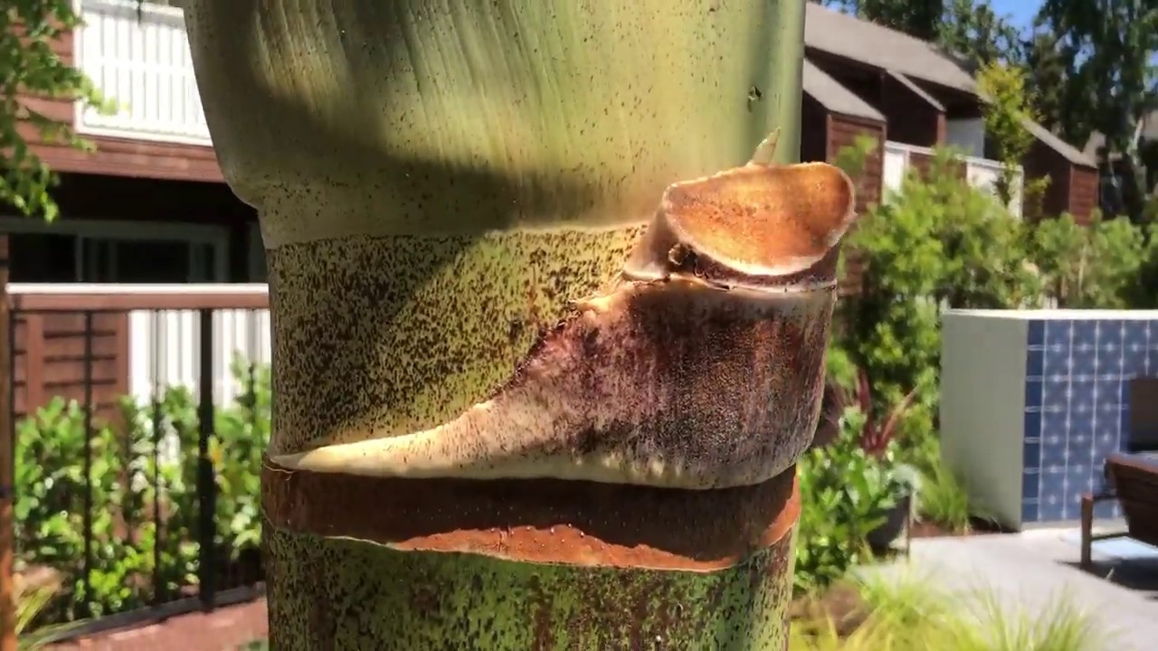 Eating King Palms