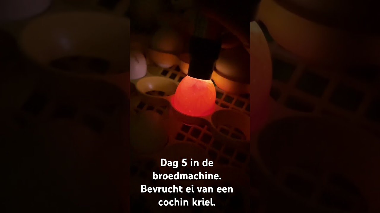 Dag 5 in de  puisor x2 broedmachine,