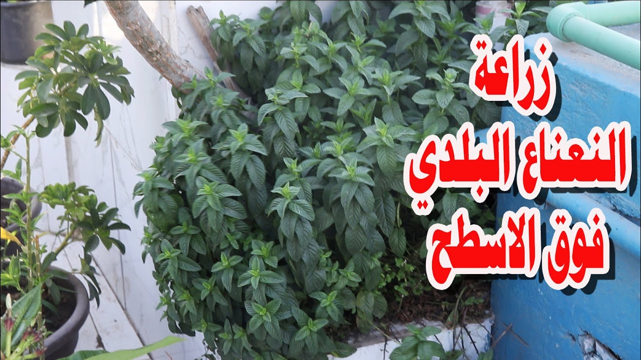 هأعلمك ازاي  تزرع النعناع وتسمده ازاى للحصول على انتاج كبير حصاد النعناع فوق سطح البيت