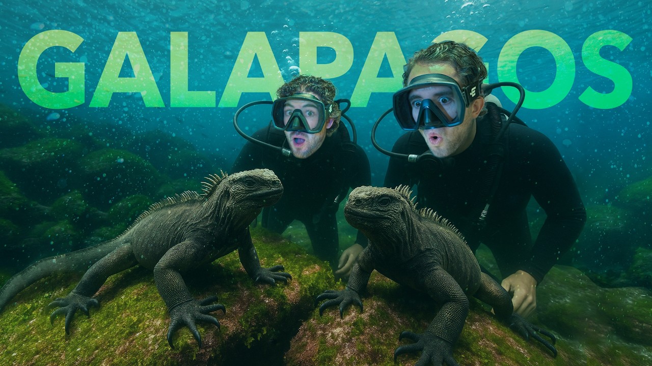 Las Iguanas Marinas de Gal&aacute;pagos: el verdadero GODZILLA 🐊