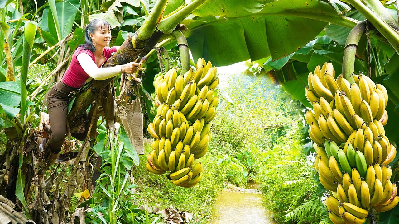 Use 3-wheeled Vehicle Harvesting Lots Of Banana Goes To Countryside Market Sell - Farm Life