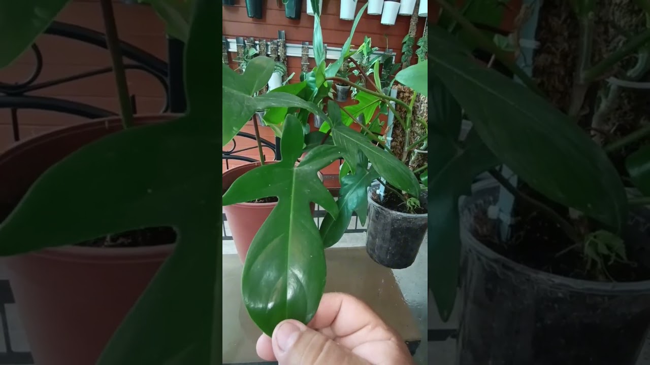Philodendron Florida Green, cuidados, tips, reproducción y transplante